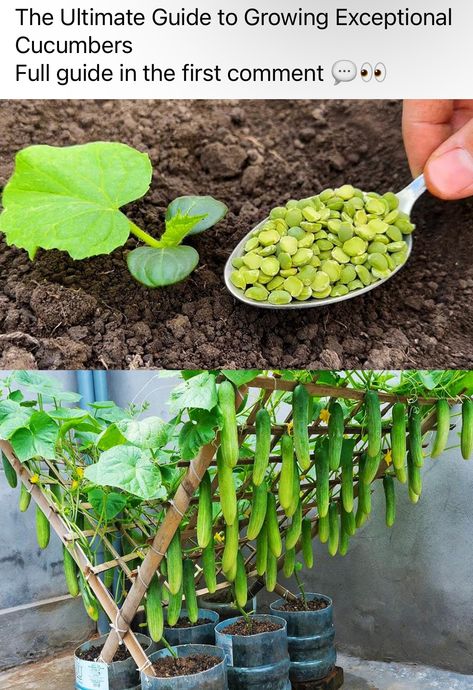 Cucumber Growing, Gemüseanbau In Kübeln, Cucumber Varieties, Creative Garden Decor, Growing Cucumbers, Diy Trellis, Bottle Garden, Hydroponic Gardening, Vegetable Garden Design