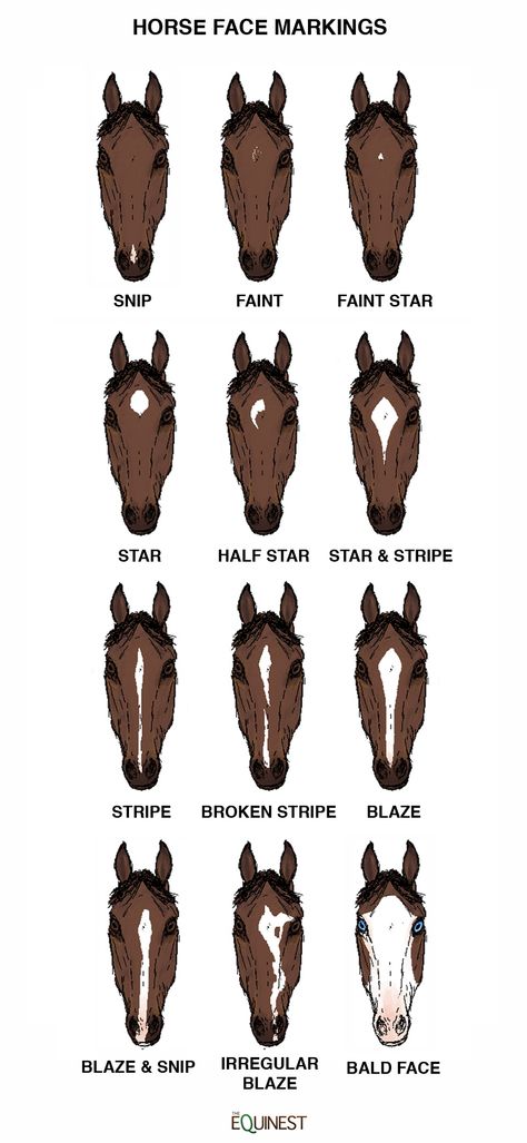 Facial Markings (Level 1 & 2) Horse Facial Markings, Horse Face Markings, Face Markings, Facial Markings, Different Horse Breeds, Horse Markings, Horse Coat Colors, Horse Information, Horse Facts