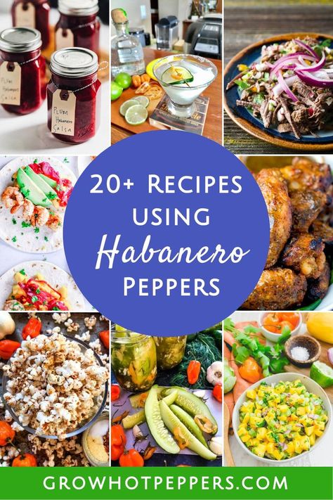 recipes using habanero peppers Habanero Chili Recipe, Habanero Recipes, Growing Hot Pepper, Hot Pepper Recipes, Habanero Salsa, Produce Recipes, Habanero Peppers, Hot Peppers, Spicy Food