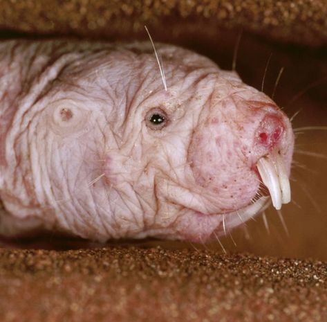 Naked Mole-Rat: The Underground Superhero Pink Fairy Armadillo, Fairy Armadillo, Flying Lemur, Thorny Devil, Goblin Shark, Proboscis Monkey, Dumbo Octopus, Mole Rat