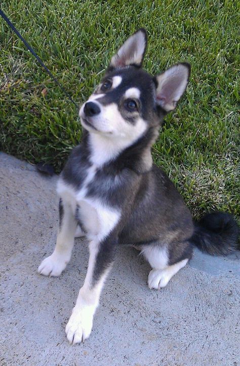 Alaskan Klee Kai puppy! Basically a miniature husky! Soo cute! Miniature Husky Full Grown, Alaskan Klee Kai Full Grown, Pomsky Full Grown, Alaskan Klee Kai Puppy, Mini Husky, Mini Huskies, Miniature Husky, Ras Anjing, Alaskan Malamute Puppies