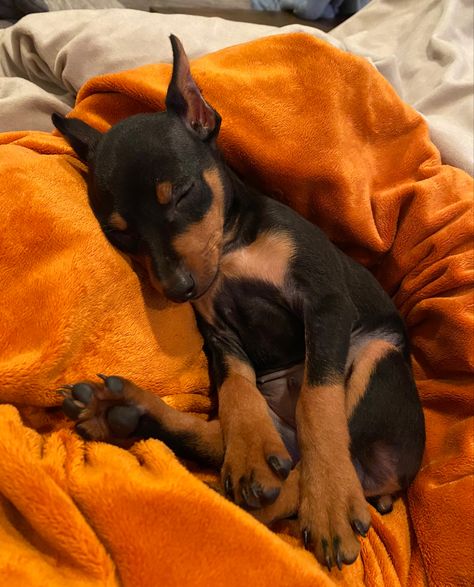 Sleeping Min Pin puppy Dobermans Aesthetic, Aesthetic Doberman, Dogs Doberman, Miniature Pinscher Puppy, Aesthetic Dogs, Black Doberman, Dogs Aesthetic, Mini Pinscher, Doberman Pinscher Dog