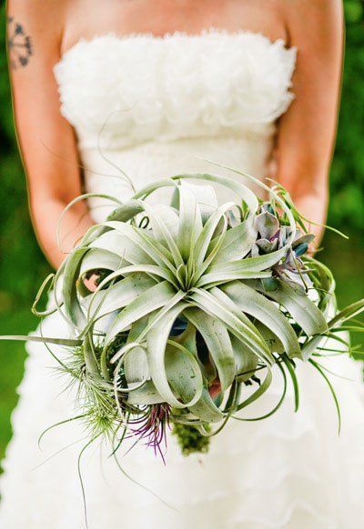 Decorating with Air Plants - Air Plant Displays and Terrarium - My Tasteful Space Airplane Bouquet, Plant Bouquets, Air Plant Wedding, Air Plants Wedding, Types Of Air Plants, Green Bouquets, Plant Bouquet, Back Garden Wedding, Large Air Plants