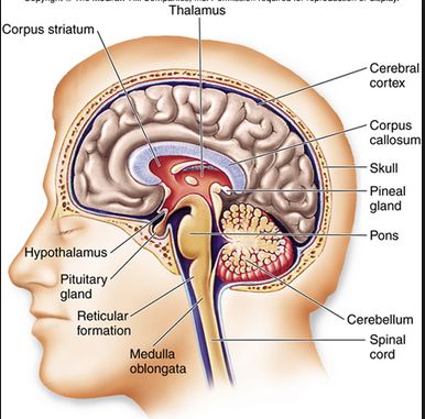 This picture shows the different parts of the brain. It is important to know the different kinds of parts because your brain is in charge of your whole body. Without your brain you would not have common sense or know what to do. Just like your heart , the brain is constantly moving and giving messages in order for your body to keep on moving. Different Parts Of The Brain, Anaerobic Respiration, Brain Diagram, Science Chart, Parts Of The Brain, Brain Parts, Brain Models, Keep On Moving, Basic Anatomy