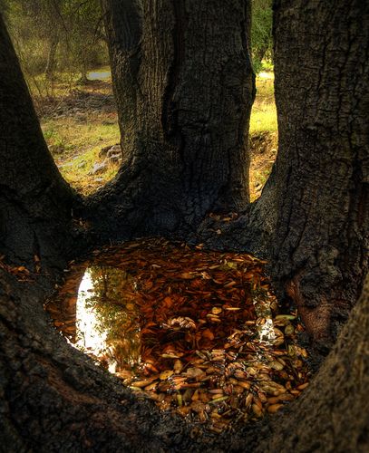 There's something amazing about this place - it's peaceful, magical - but I always feel I shouldn't ever stay here too long. Enchanted Places, Amazing Backgrounds, Thanksgiving Time, Piscina Natural, Fallen Leaves, The Reflection, Witchy Things, Tree Forest, Foto Inspiration