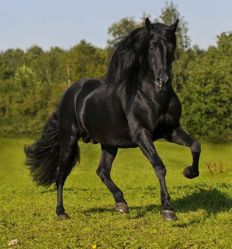 Lusitano Horse, Horse Facts, Akhal Teke, Black Stallion, Andalusian Horse, Black Horses, Most Beautiful Horses, Most Beautiful Animals, Friesian Horse