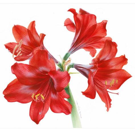 Orange Amaryllis, Amaryllis Painting, Amaryllis Flower, Botanical Artists, Red Amaryllis, Cherry Blossom Painting, Amaryllis Flowers, Peony Painting, Watercolor Red