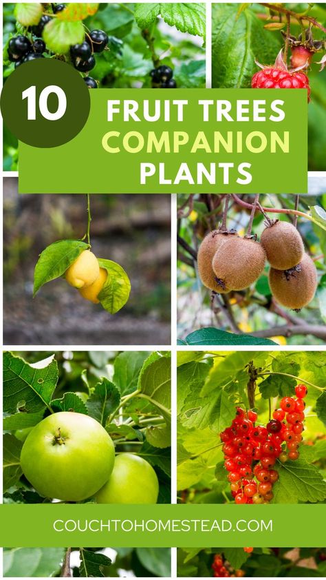 Fruit Tree Fruit Trees Garden Design, Best Companion Plants, Companion Planting Guide, Potted Fruit Trees, Companion Planting Chart, Planting Fruit Trees, Fruit Tree Garden, Food Forest Garden, Plants Under Trees