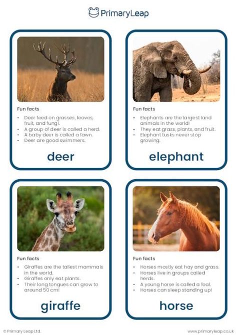 This set of flashcards includes colourful photographs of herbivores that include: deer, elephant, giraffe, horse, rabbit, hippopotamus, kangaroo, and cow. Herbivorous Animals, Animal Facts For Kids, Chicken Life Cycle, Nature Lessons, Elephant Facts, April Activities, Fun Facts About Animals, Montessori Art, Animal Printables