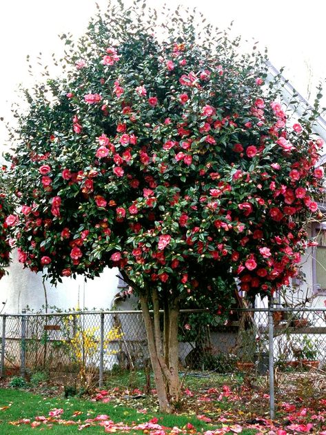 Camelia Tree, Landscape Design Backyard, Camellia Tree, Plants With Pink Flowers, Backyard Landscape Design, Bush Garden, Small Yard Landscaping, Design Backyard, Texas Farm