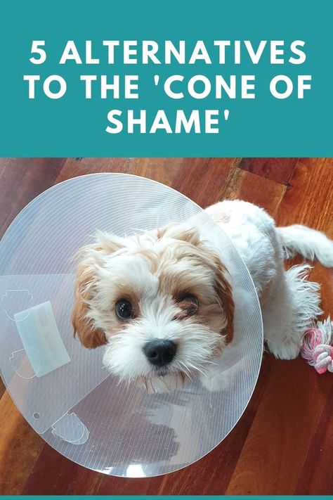 Dog wearing a surgery cone Dog Onsie Pets, Diy Pet Cone Dogs, Pet Cone Alternative, Cones For Dogs Homemade, Alternative Dog Cone, Dog Surgery Collar Diy, What To Use Instead Of A Cone For A Dog, Dog Recovery Collar Diy, Alternatives To Cones For Dogs