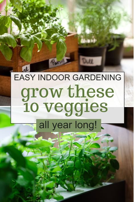 How To Grow Lettuce Indoors, Growing Produce Indoors, Indoor Garden Diy, Indoor Gardening Diy, Growing Lettuce Indoors, Lettuce Grow, Growing Vegetables Indoors, Growing Herbs Indoors, Growing Your Own Food