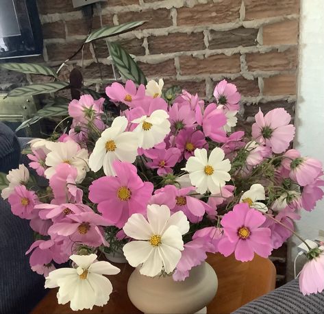 Cosmos bouquet. Created for an “in sympathy” order. Cosmos Flower Bouquet, Cosmos Bouquet, Mason Jar Flower Arrangements, In Sympathy, Sunflower Arrangements, Mason Jar Flowers, Fresh Flowers Arrangements, Plaid Ribbon, Farm Stand