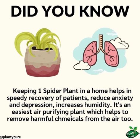 Household Plants, Info Board, Plant Care Houseplant, Inside Plants, Growing Plants Indoors, Home Health Remedies, Air Purifying Plants, Decoration Plante, Learn Something New