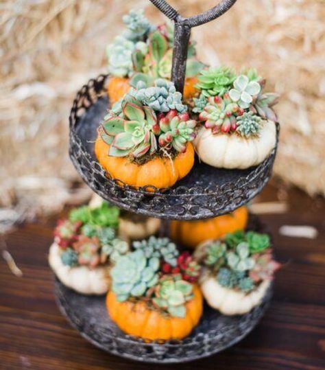 DIY Succulent Pumpkins for Halloween https://succulentcity.com/diy-succulent-pumpkins-for-halloween/ Succulent Corsage, Succulent Projects, Succulent Inspiration, Pumpkins For Halloween, Succulent Pumpkin, Pumpkin Planter, Succulent Wedding Favors, Pumpkin Arrangements, Succulent Cuttings