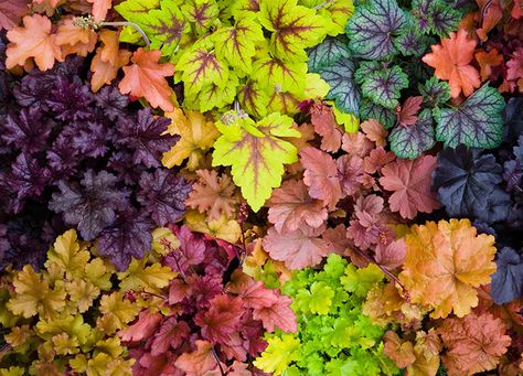 The 14 Best Plants with Pretty Foliage - PureWow Coral Bells Plant, Best Ground Cover Plants, Geranium Macrorrhizum, Coral Bells Heuchera, Plant Texture, Hydrangea Quercifolia, Deer Resistant Plants, Coral Garden, Coral Bells