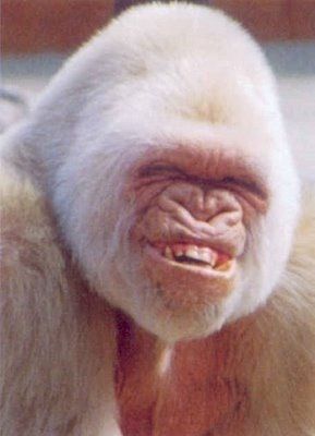 Outsmart your brain with a dumb trick to make your body feel happy ... Albino Gorilla, Monkey Smiling, Funny Monkey Pictures, Laughing Animals, Smiling Animals, Ugly Animals, Albino Animals, A Monkey, Monkeys Funny