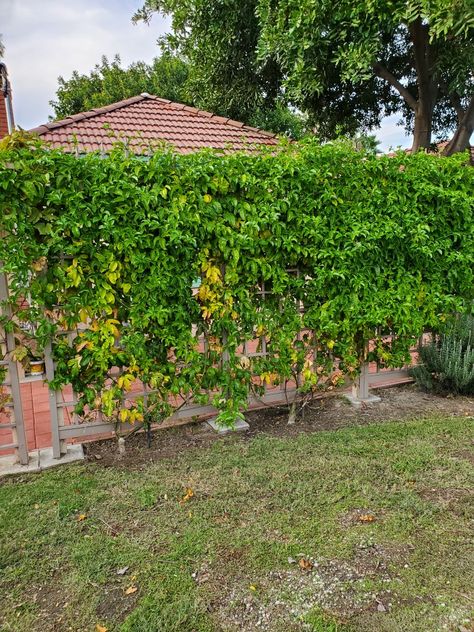 Passionfruit Vine, Passion Fruit Plant, Garden Front Of House, Backyard Flowers Garden, Vine Trellis, Trellis Ideas, Privacy Landscaping, Outdoor Trellis, Courtyard Gardens Design