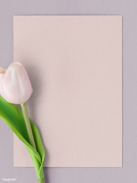 Download premium image of Fresh light pink tulip with blank card mockup by Ake about flyer, tulip, aerial, announcement and backdrop 1204372 Tulips Background, Blank Card Template, Tulips Design, Flowers Board, Blank Image, Pink Glitter Background, Background Design Vector, Floral Border Design, Paper Background Texture