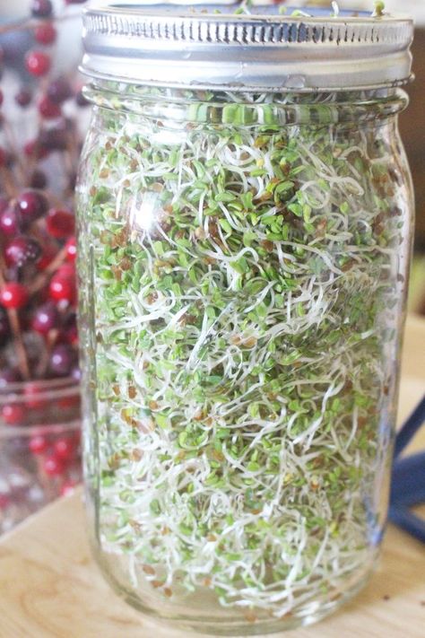 Growing sprouts at home is actually extremely simple with a few supplies. It only takes 5-7 days to have fresh homegrown sprouts at home! Learn how to grow alfalfa sprouts, or you can do this with broccoli sprouts, mung bean spouts, or any other type of sprouts! Sprout Garden, Sprouts Benefits, How To Grow Sprouts, Grow Sprouts, Microgreens Garden, Lacto Fermentation, Grains Recipes, Herbs Growing, Growing Sprouts