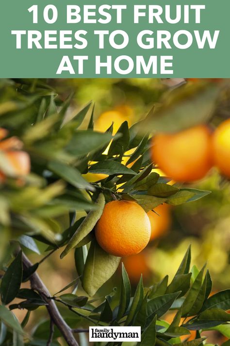 10 Best Fruit Trees to Grow at Home Satsuma Tree, Trees Indoors, Fruit Trees In Containers, Types Of Oranges, Indoor Vegetables, Citrus Plant, Van Storage, Orange Trees, Orange Plant