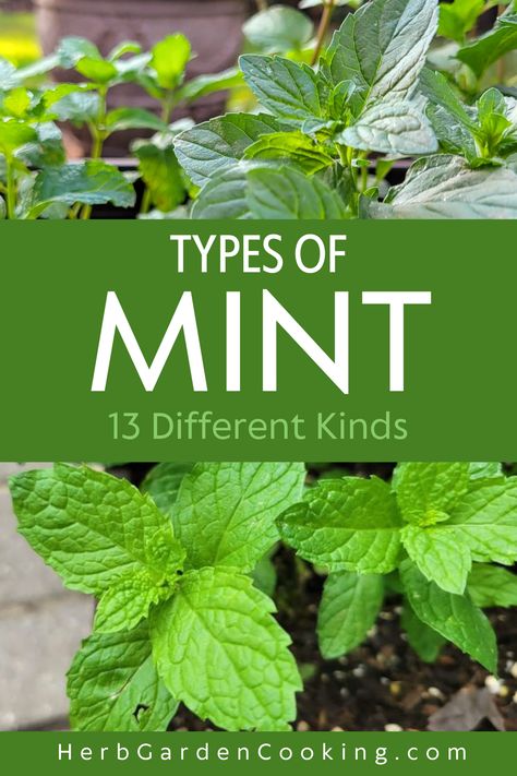 Discover 13 of the best types of mint for your garden. Learn how to grow and use different varieties of mint. Explore peppermint, spearmint, apple mint, chocolate mint, corsican mint, and more in your herb garden and culinary creations. Mint Plant Aesthetic, Growing Peppermint, Mint Plant Uses, Types Of Mint Plants, Spearmint Plant, Peppermint Plant, Corsican Mint, Peppermint Herb, Geese Breeds