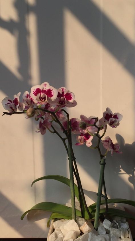 Orchid Wallpaper, Orchid Photography, Boquette Flowers, Nothing But Flowers, Flower Shower, Plant Aesthetic, Flower Therapy, Pink Orchids, Purple Orchids