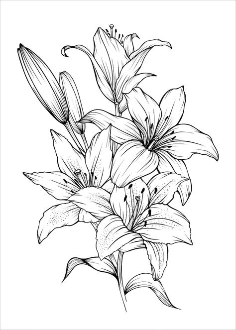 Premium Vector | Hand drawn lily bouquets lily flowers Lily Pattern Design, Leaves And Flowers Drawings, Different Lily Flowers, Lilies Flowers Tattoo, White Lily Drawing, Stargazer Lily Drawing, Lily Flower Outline, Lily Drawing Simple, Scattered Tattoos