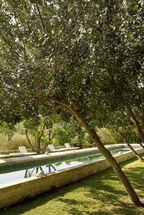 Olive Trees Garden, Piscina Natural, Luxury Garden, Dream Pools, Beautiful Pools, Swimming Pools Backyard, Swimming Pool Designs, Garden Pool, Outdoor Swimming