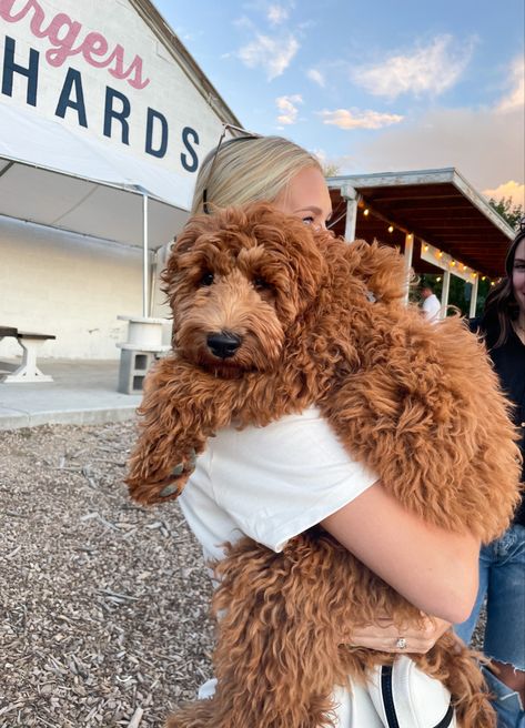 Brown Curly Puppy, Curly Dog Breeds, Mini Red Goldendoodle, Goldendoodle Curly Hair, Red Goldendoodle Full Grown, Golden Poodle Puppy, Curly Hair Dogs Breeds, Mini Goldendoodle Aesthetic, Cute Hypoallergenic Dogs