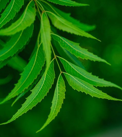 Neem Leaf Benefits, How To Treat Lice, Homemade Hair Oil, Neem Leaf, Lemon Health Benefits, Homemade Hair Products, Herbal Hair, Herbs For Health, Body Organs