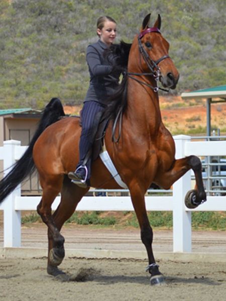 American Saddlebred. DeLovelysLastTango. Saddle Bred Horses, Saddleseat Riding, Saddlebred Horses, American Saddlebred Horses, Equine Portraits, American Saddlebred, English Horse, Horse Dressage, Saddle Seat