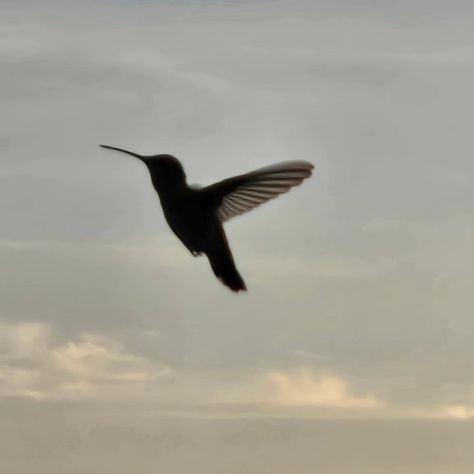 Today I got bum rushed by a hummingbird. That is all🥰 #hummingbird #nature Humming Bird Aesthetic, Aesthetic Hummingbird, Hummingbird Aesthetic, Rufous Hummingbird, Amber Eyes, Humming Bird, Painting Inspo, Original Characters, Nature Aesthetic