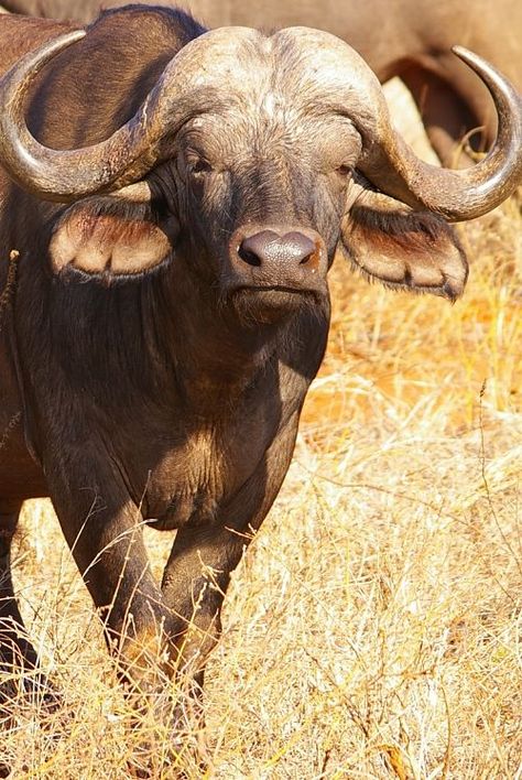 Cape Buffalo Portrait Buffalo Photography, Big Five Animals, Horned Animals, Buffalo Pictures, African Animals Photography, Indian Buffalo, Buffalo Painting, Cape Buffalo, Buffalo Animal