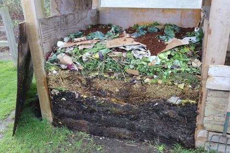 Compost heap 3 weeks Homeacres Rocket Plant, Charles Dowding, Compost Heap, Allotment Ideas, Dig Gardens, Outside Plants, Wood Mulch, Texas Gardening, Fava Beans