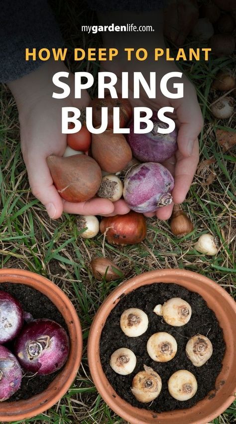 Wondering how deep to plant your spring flowering bulbs? This guide covers everything you need to know to ensure your tulip and other garden bulbs bloom beautifully. Learn the best practices for bulb planting in fall, including proper depth, soil preparation, and essential bulb care tips. Find more bulb planting tips and gardening inspiration at MyGardenLife.com. Spring Bulb Planting, Planting In Fall, How To Grow Tulips, Fall Bulb Planting, Grow Tulips, Planting Tulip Bulbs, Planting Bulbs In Spring, Planting Chart, Bulb Planting