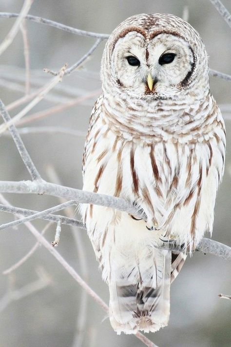 ✯ Owl Winters Wonderland ✯Winter Wedding. Sphere Impression. Art2Arrange weddingplanner. www.art2arrange.nl Winters Tafereel, Winter Owl, Snow Owl, Barred Owl, Beautiful Owl, Animale Rare, White Owl, Snowy Owl, Pretty Birds