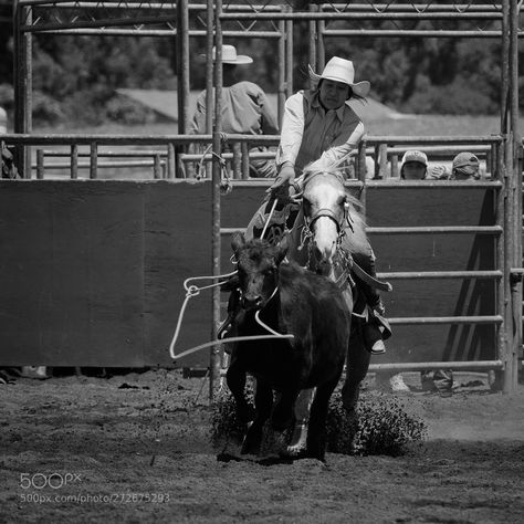 Wahine Paniolo Parker Ranch Scholarship Rodeo in Waimea here on the Big Island of Hawaii Belly Burner, Big Island Of Hawaii, Island Of Hawaii, Pound Of Fat, The Big Island, Hawaii Island, Big Island, Rodeo, Hawaii