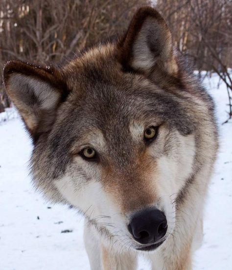 Grey Wolf | ALASKA.ORG Interior Alaskan Wolf, Yukon Wolf, Wolf Therian, Wolf Images, Wolf Stuff, Wolf Face, Wolf Photos, Wolf Wallpaper, Wolf Drawing