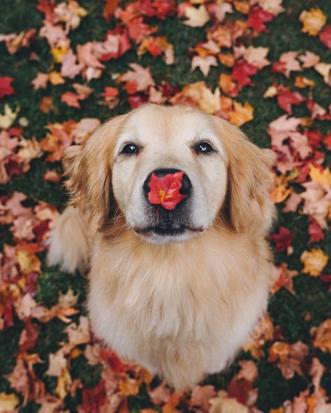 Fall Dog, Very Cute Dogs, Funny Dachshund, Dachshund Dog, Dog Photography, Dog Gifs, Agra, Hello Autumn, Animal Photography