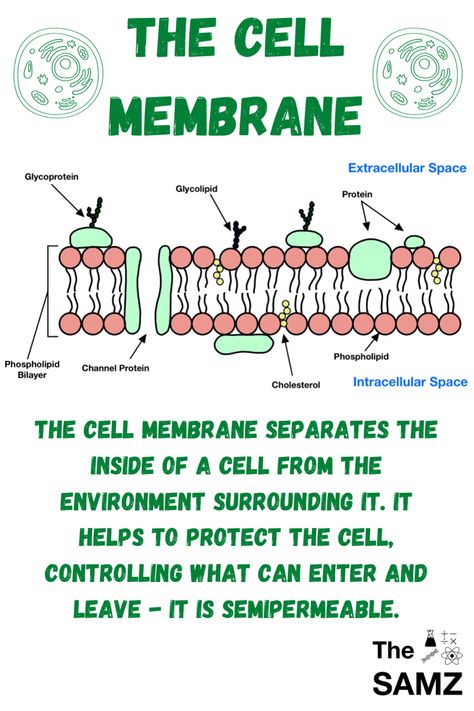 Fluid Mosaic Model Of Cell Membrane, Plasma Membrane Notes, Cell Membrane Drawing, Cell Membrane Notes, Fluid Mosaic Model, Phospholipid Bilayer, Cell Membrane Transport, Cell Anatomy, Cell Membrane Structure