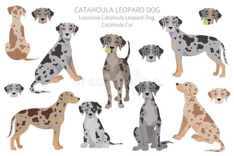 Catahoula Leopard Dog Drawing, Leopard Dog Catahoula, Catahoula Leopard Dog Puppy, Catahoula Puppies, Indy Blue, Catahoula Leopard, Catahoula Leopard Dog, Leopard Dog, Canine Art