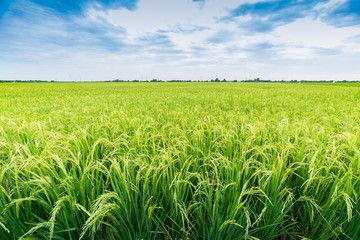 Rice Field Water Images – Browse 141,880 Stock Photos, Vectors, and Video | Adobe Stock Water Images, Rice Field, Rice Fields, Adobe Stock, Free Stock Photos, Royalty Free Stock Photos, Rice, Stock Images, Stock Photos