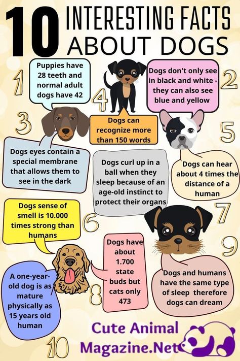 Facts About Dogs, Fun Facts About Dogs, 10 Interesting Facts, Easiest Dogs To Train, Dog Behavior Problems, Potty Train, Dog Information, Dog Brain, Puppy Training Tips