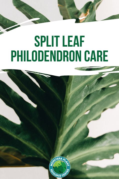 Split Leaf Philodendron Care, Philodendron Plant Care, Inside Gardening, Split Leaf Philodendron, Houseplant Tips, Leaves Name, Monstera Plant Care, Philodendron Care, Plants Tips