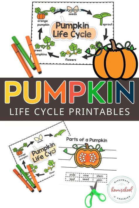 Help your kids have fun this fall with these free printable, pumpkin lifecycle worksheets. Learn all about pumpkins and decorate for fall with your kids. Perfect for hands on homeschool activities, science projects, preschool, learning, and fall fun. Apple Life Cycle, Parts Of A Pumpkin, Homeschool Science Curriculum, Pumpkin Life Cycle, Life Cycles Activities, Pumpkin Books, Coloring Worksheet, Pumpkin Activities, Homeschool Freebies