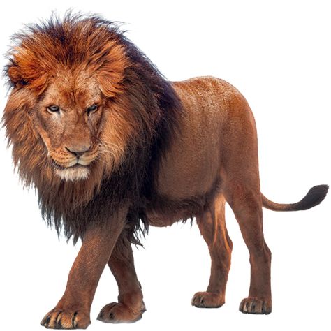 Iphone Emoji Png, Lion Movie, Lion Png, Emoji Png, Iphone Emoji, Png Images Free, Lions Photos, Photo Png, Animal Categories