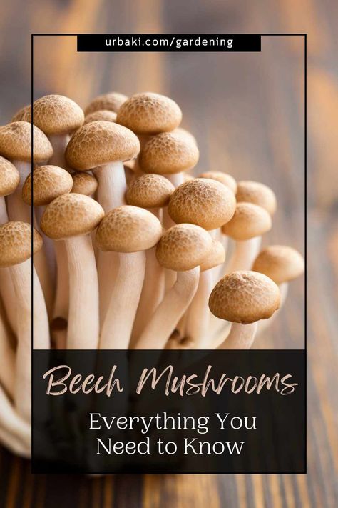 Delicious, nutritious, and boasting a unique flavor profile, Beech mushrooms have been capturing the attention of food enthusiasts and health-conscious individuals alike. Whether you're a gourmet chef exploring new culinary frontiers or an avid forager seeking nature's treasures, understanding the ins and outs of these fascinating fungi is essential. In this article, we'll delve into everything you need to know about Beech mushrooms, from their distinct characteristics and culinary uses to... Brown Beech Mushrooms, White Beech Mushrooms Recipes, Brown Beech Mushrooms Recipe, Bunapi Mushrooms Recipe, Beech Mushroom Recipe, Beech Mushrooms, Mushroom Farming, Mushroom Breakfast, Mushroom Guide