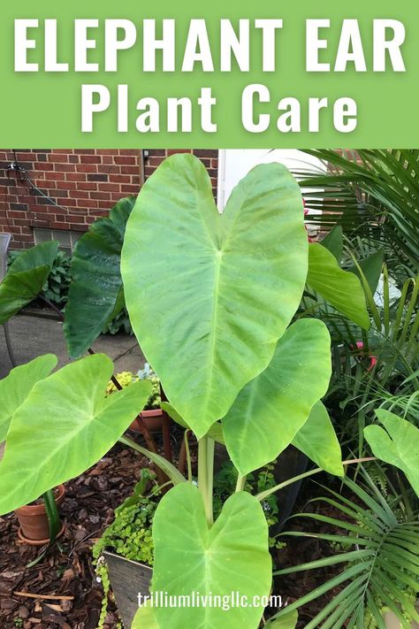 Close up photo of Elephant ear plant leaves with the text overlay: Elephant Ear Plant Care Elephant Ear Plant Indoor, Elephant Ear Plant Care, Elephant Ear Plants, Elephant Ear Bulbs, Taro Plant, Elephant Plant, Elephant Ear Plant, Florida Gardening, Elephant Ears