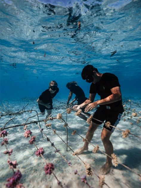 Coral Reef Bleaching, Biology Major, Wildlife Biologist, Ocean Coral, Aesthetic Ocean, Ocean Girl, Changing The World, Marine Biologist, Marine Conservation